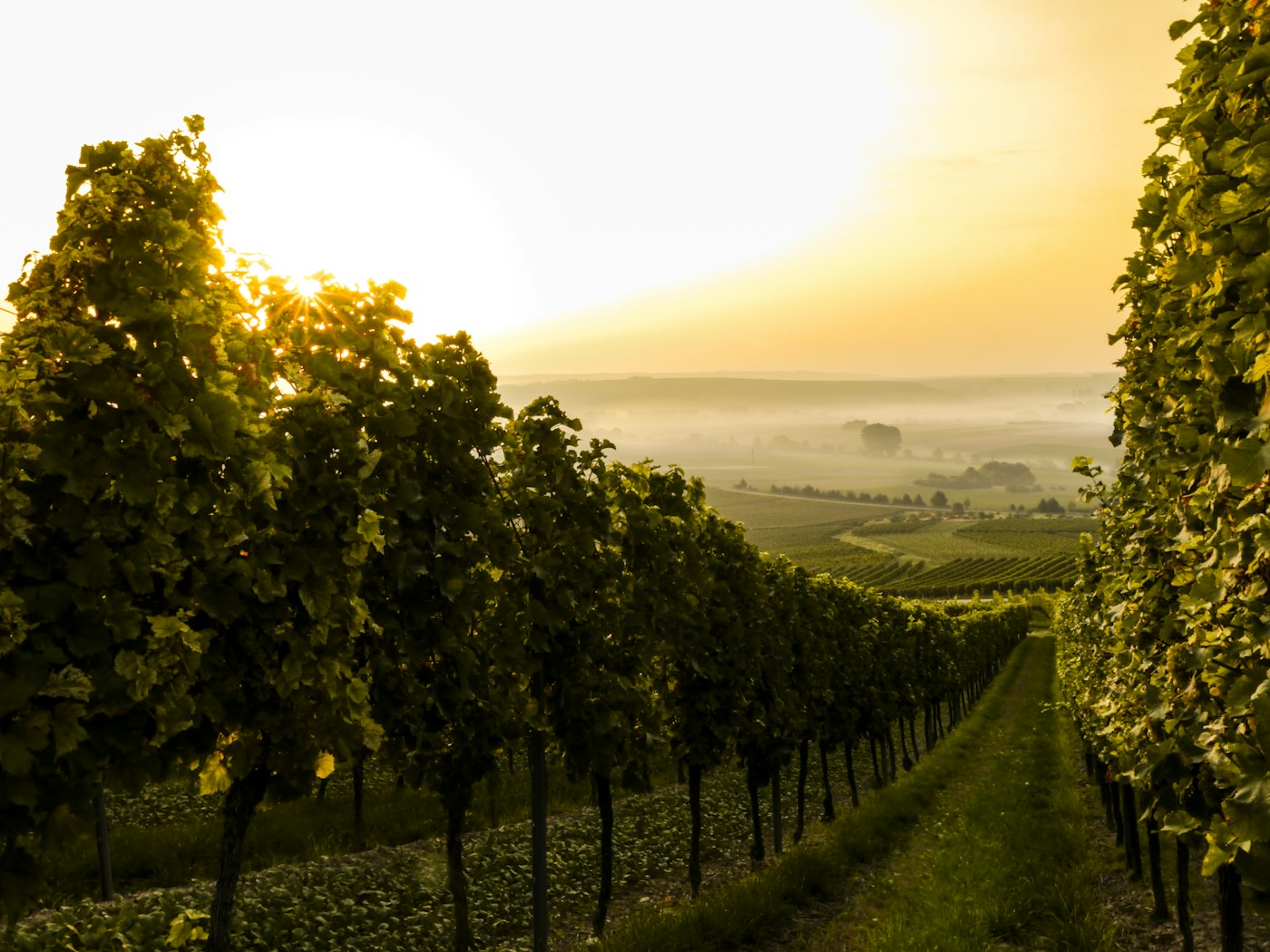 Rolling vineyard hills under morning fog in Northern California wine country